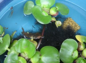 ミナミヌマエビ　死因　赤くなる　なぜ？原因と対処方法は？