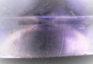ミナミヌマエビが増えすぎて水換え時吸い込んでしまう対処法