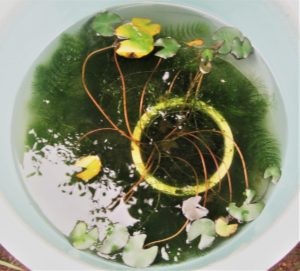 我が家の小さなビオトープ　マツモ（水草）浄化が凄い