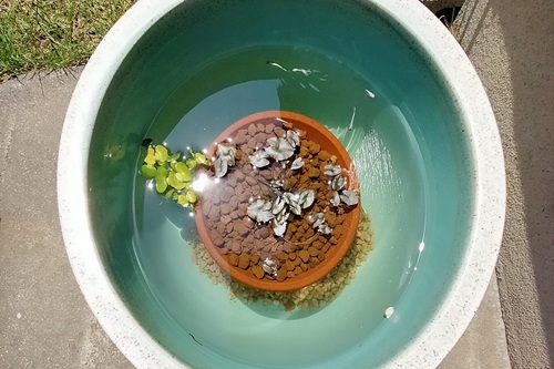 【ビオトープ1日目】ゼロからの再出発！新しくメダカビオトープをはじめました。