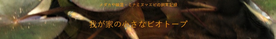 我が家の小さなビオトープ