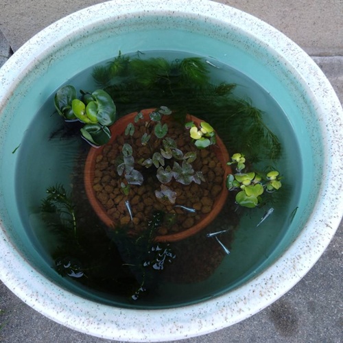 【5日目】早くも生臭いニオイと、赤玉土・水鉢に緑色の変化が。