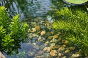 ビオトープでメダカを育てるなら、この水草が最適？ナヤス最強説の真相と、安定型の水草セット