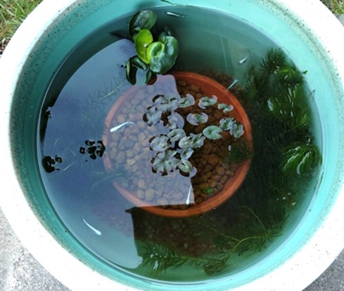 わずか2日で緑色に...メダカの命を脅かす？「生臭い水」の恐怖