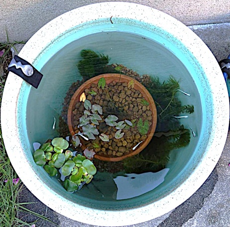 10日目の奇跡！底まで見通せるほど澄んだ水へ