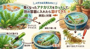 長くなったアナカリスをカットして、別の容器に入れたら溶けてきた