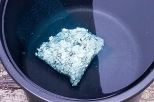 大雨直後のバケツの水質チェック