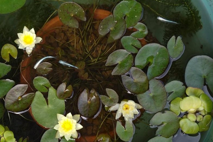 【めだかビオトープ】また水が緑色に濁る…。自然に透明な水にする方法は？