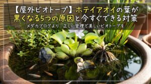 【めだかビオトープ】ホテイアオイの葉が黒くなる（枯れる）5つの原因と今すぐできる対策